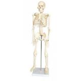 Esqueleto Humano - 85 Cm - Tdg 0112 - Anatomic